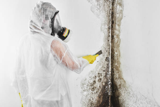 Best Mold Removal Company Near Me  in Wellsville, OH