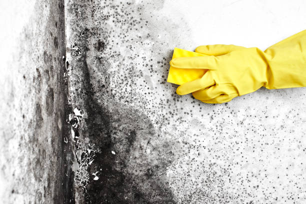 Best Emergency Mold Removal  in Wellsville, OH