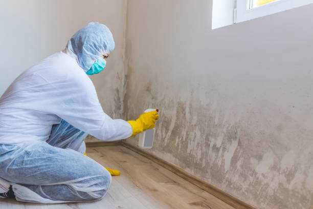 Mold Removal and Inspection in Wellsville, OH