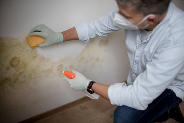 Best Mold Testing  in Wellsville, OH
