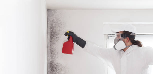 Best Certified Mold Removal  in Wellsville, OH