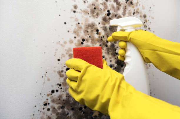 Best Toxic Mold Removal  in Wellsville, OH