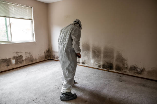 Best Professional Mold Removal  in Wellsville, OH
