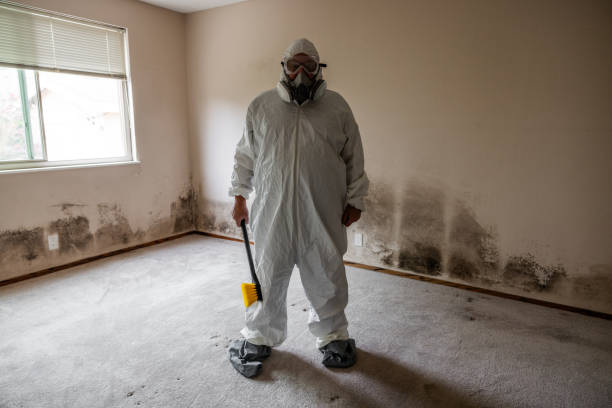 Best Mold Inspection  in Wellsville, OH