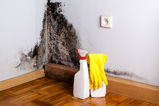 Best Home Mold Removal  in Wellsville, OH