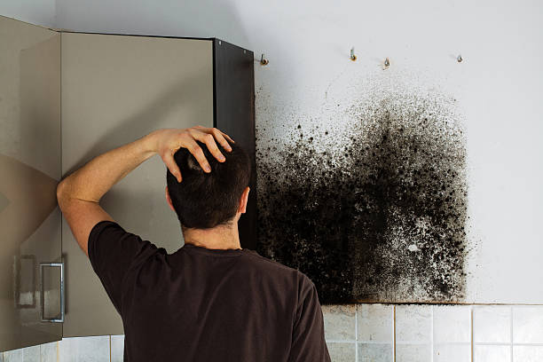 Best Mold Removal and Inspection  in Wellsville, OH