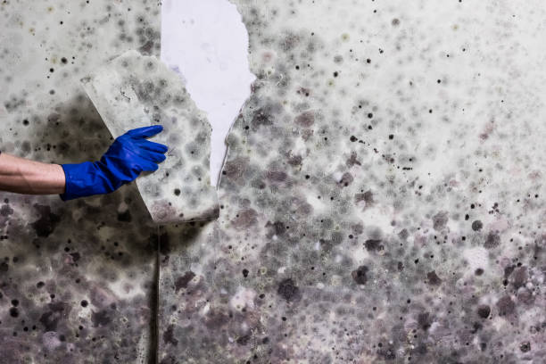 Best Crawl Space Mold Removal  in Wellsville, OH